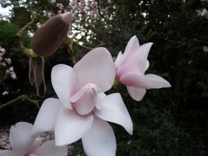 Magnolia campbelli alba seedling