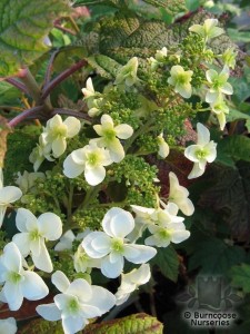 Hydrangea quercifolia 'Snow Queen'