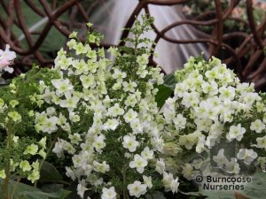 Hydrangea quercifolia 'Snowflake'