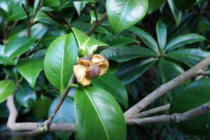 Camellia japonica seeds