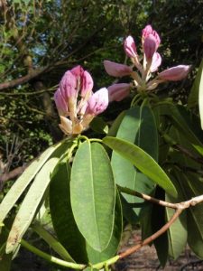 Mary Ashworth’s Rhododendron ‘Cornish loderi’