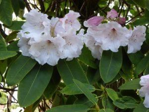 Mary Ashworth’s Rhododendron ‘Cornish loderi’