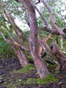 Mary Ashworth’s Rhododendron ‘Cornish loderi’