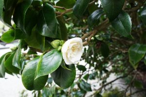 Camellia japonica 'Noblissima'