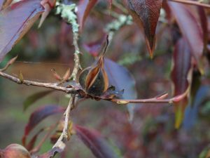 Stewartia rostrata seed pods