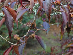 Stewartia rostrata seed pods