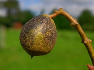 Aesculus pavia ‘Splendens’