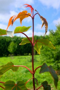 Acer campbellii ‘Frangipanense’