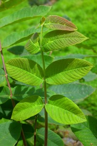 Juglans ailanthifolia