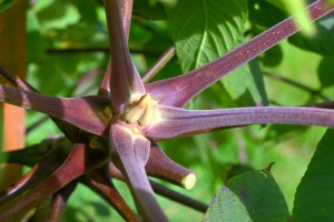 Juglans ailanthifolia