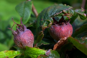 Mespilus germanica