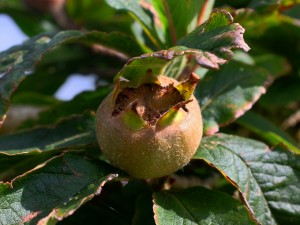 Mespilus germanica