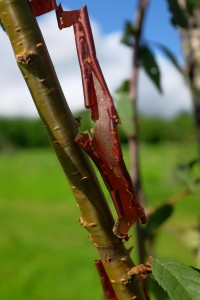 Prunus serrula ‘Thibetica’