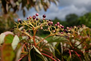 Cornus alternifolia