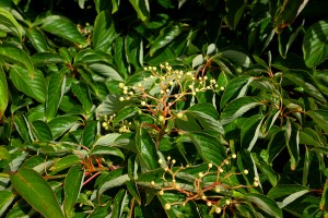 Cornus alternifolia