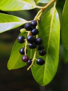 Prunus laurocerasus berries