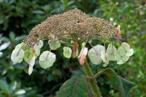 Hydrangea sargentiana