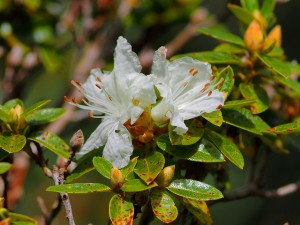 Rhododendron flavidum