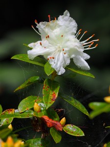 Rhododendron flavidum