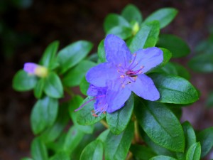 Rhododendron ‘Blue Tit’