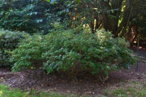 Rhododendron ‘Blue Tit’