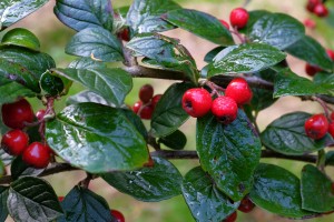 Cotoneaster hauliense