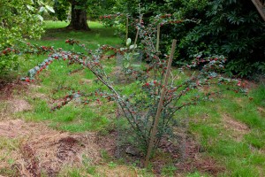 Cotoneaster hauliense