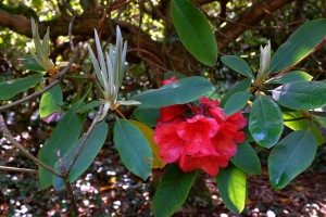 Rhododendron Tally Ho