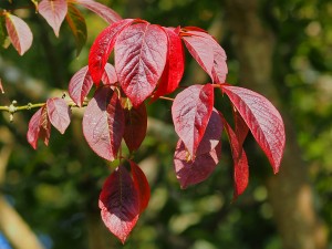 Acer henryi