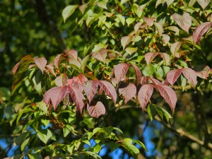 Acer henryi