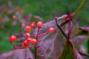 Viburnum betulifolium