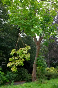 Catalpa bignonoides