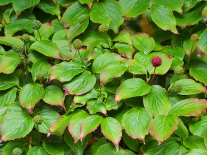 Cornus kousa