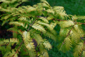 Metasequoia glyptostroboides ‘Gold Rush’