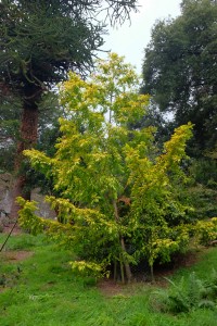 Metasequoia glyptostroboides ‘Gold Rush’
