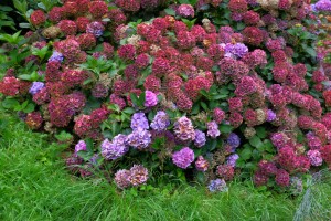 Hydrangea ‘Altona’