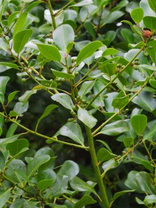 Ilex perado ‘Perado’