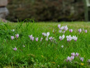 Cyclamen hederifolium