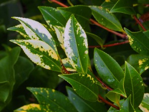 Camellia vernalis