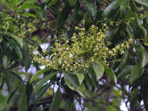 Crabiodendron yunnanense