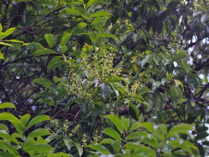 Crabiodendron yunnanense