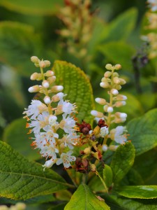 Clethra tomentosa