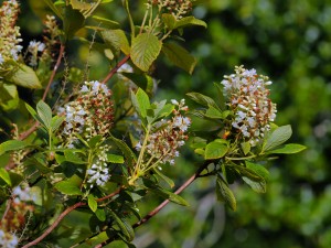 Clethra tomentosa