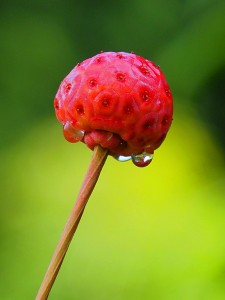 Cornus kousa ‘Satomi’