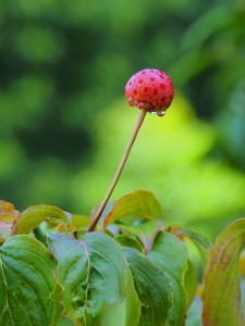 Cornus kousa ‘Satomi’