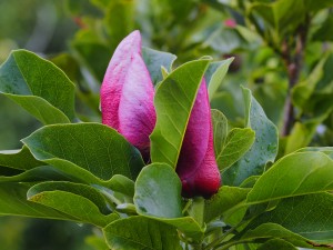 Magnolia ‘March till Frost’