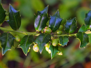 Ilex spinigera