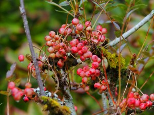 topgrafted Sorbus reducta