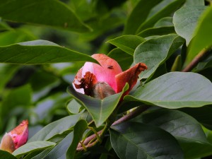 Magnolia denudata ‘Forrest Pink’