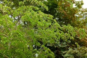 Cornus kousa ‘Gloria Birkett’